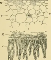 Picture 424 of 504 from The microscopy of vegetable foods (1906), leaf 596