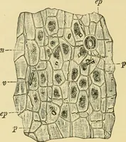 Picture 425 of 504 from The microscopy of vegetable foods (1906), leaf 597