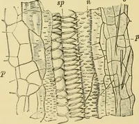 An illustration from The microscopy of vegetable foods (1906)