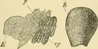 Picture 427 of 504 from The microscopy of vegetable foods (1906), leaf 598