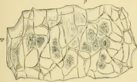 Picture 428 of 504 from The microscopy of vegetable foods (1906), leaf 600