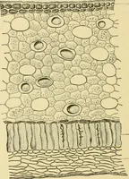 Picture 429 of 504 from The microscopy of vegetable foods (1906), leaf 601