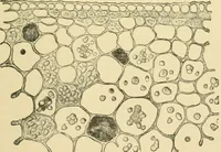 Picture 430 of 504 from The microscopy of vegetable foods (1906), leaf 602