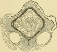 Picture 432 of 504 from The microscopy of vegetable foods (1906), leaf 604
