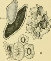 An illustration from The microscopy of vegetable foods (1906)