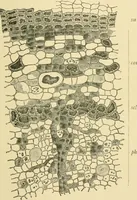 Picture 434 of 504 from The microscopy of vegetable foods (1906), leaf 608