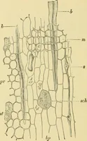Picture 435 of 504 from The microscopy of vegetable foods (1906), leaf 609