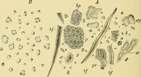 Picture 436 of 504 from The microscopy of vegetable foods (1906), leaf 611