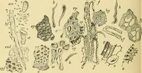 An illustration from The microscopy of vegetable foods (1906)