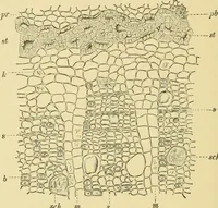 Picture 438 of 504 from The microscopy of vegetable foods (1906), leaf 615