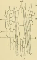 Picture 439 of 504 from The microscopy of vegetable foods (1906), leaf 616