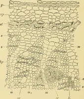 Picture 440 of 504 from The microscopy of vegetable foods (1906), leaf 617