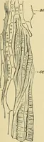 An illustration from The microscopy of vegetable foods (1906)