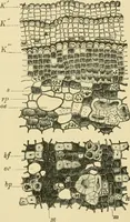 Picture 442 of 504 from The microscopy of vegetable foods (1906), leaf 618