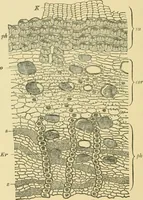 Picture 443 of 504 from The microscopy of vegetable foods (1906), leaf 619