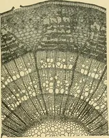 An illustration from The microscopy of vegetable foods (1906)