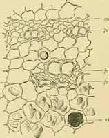 Picture 444 of 504 from The microscopy of vegetable foods (1906), leaf 621