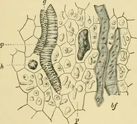 Picture 445 of 504 from The microscopy of vegetable foods (1906), leaf 622