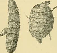 An illustration from The microscopy of vegetable foods (1906)