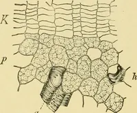 Picture 447 of 504 from The microscopy of vegetable foods (1906), leaf 625