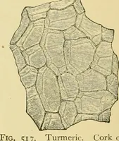 Picture 448 of 504 from The microscopy of vegetable foods (1906), leaf 625