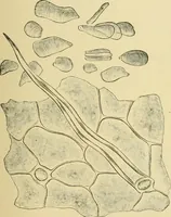 Picture 449 of 504 from The microscopy of vegetable foods (1906), leaf 626