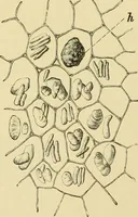 Picture 450 of 504 from The microscopy of vegetable foods (1906), leaf 626