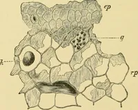 Picture 451 of 504 from The microscopy of vegetable foods (1906), leaf 627