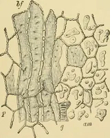 Picture 453 of 504 from The microscopy of vegetable foods (1906), leaf 628
