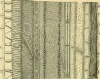 An illustration from The microscopy of vegetable foods (1906)