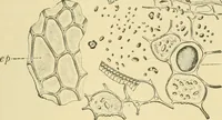 Picture 454 of 504 from The microscopy of vegetable foods (1906), leaf 630