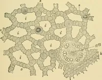 Picture 455 of 504 from The microscopy of vegetable foods (1906), leaf 630