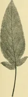 An illustration from The microscopy of vegetable foods (1906)