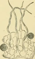 Picture 457 of 504 from The microscopy of vegetable foods (1906), leaf 632