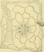 Picture 458 of 504 from The microscopy of vegetable foods (1906), leaf 633