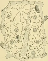 Picture 459 of 504 from The microscopy of vegetable foods (1906), leaf 634