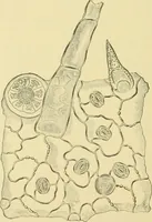 Picture 460 of 504 from The microscopy of vegetable foods (1906), leaf 635