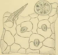 Picture 461 of 504 from The microscopy of vegetable foods (1906), leaf 636