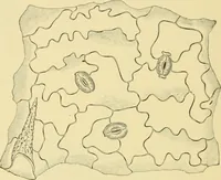 Picture 462 of 504 from The microscopy of vegetable foods (1906), leaf 637