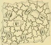 Picture 463 of 504 from The microscopy of vegetable foods (1906), leaf 639