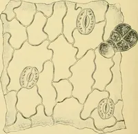 Picture 464 of 504 from The microscopy of vegetable foods (1906), leaf 639