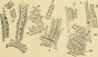 An illustration from The microscopy of vegetable foods (1906)