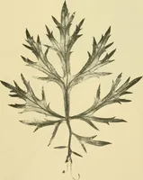 Picture 465 of 504 from The microscopy of vegetable foods (1906), leaf 640
