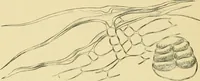 Picture 466 of 504 from The microscopy of vegetable foods (1906), leaf 641