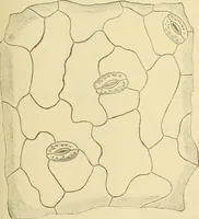 Picture 468 of 504 from The microscopy of vegetable foods (1906), leaf 642