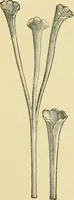 Picture 471 of 504 from The microscopy of vegetable foods (1906), leaf 644