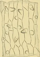 Picture 473 of 504 from The microscopy of vegetable foods (1906), leaf 647