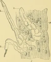 Picture 474 of 504 from The microscopy of vegetable foods (1906), leaf 649