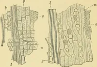 Picture 28 of 504 from The microscopy of vegetable foods (1906), leaf 65