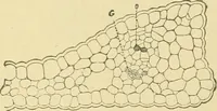 Picture 475 of 504 from The microscopy of vegetable foods (1906), leaf 650